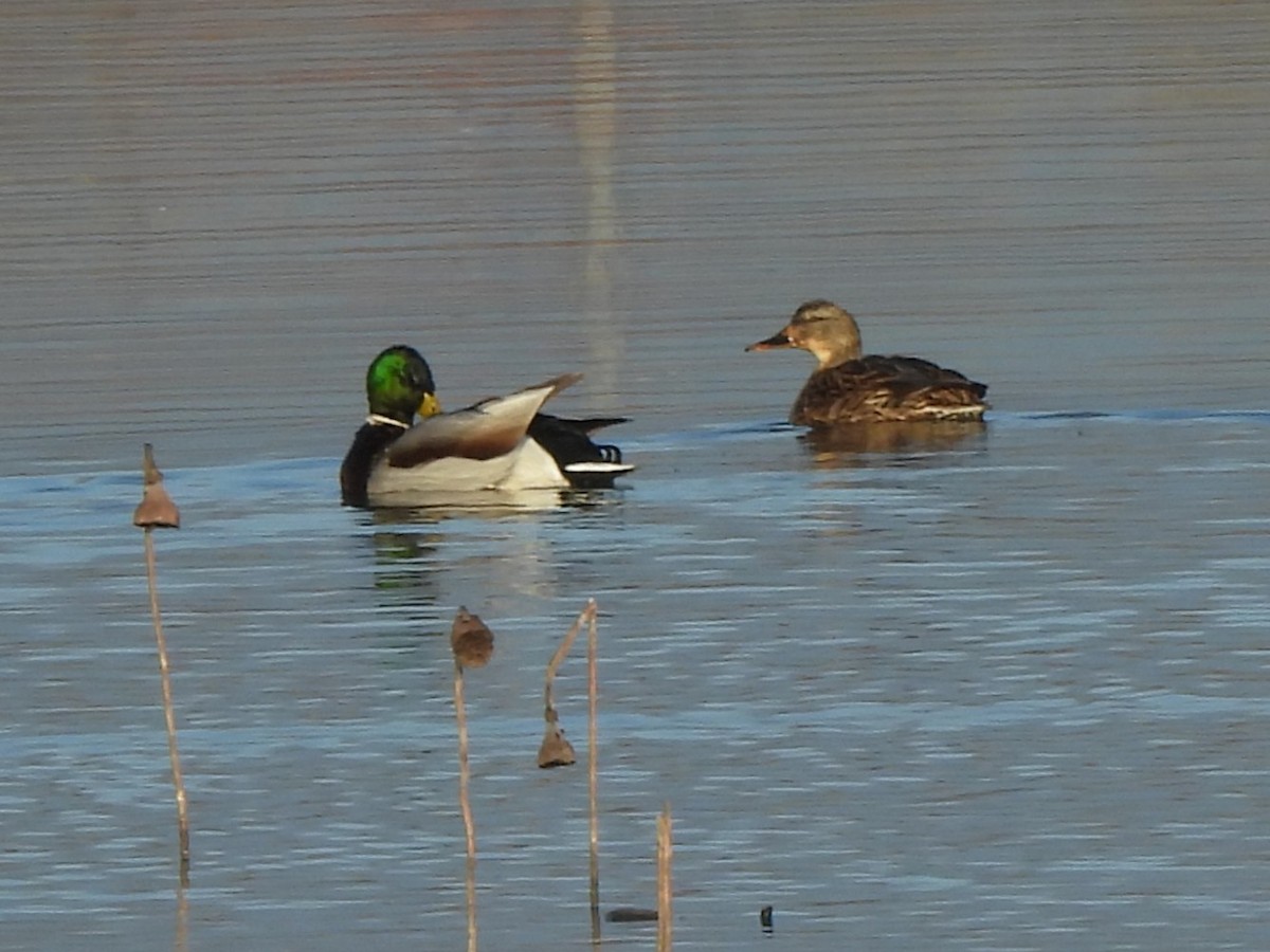 Mallard - ML646996152