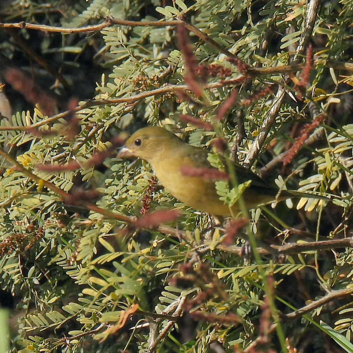 Painted Bunting - ML646996153