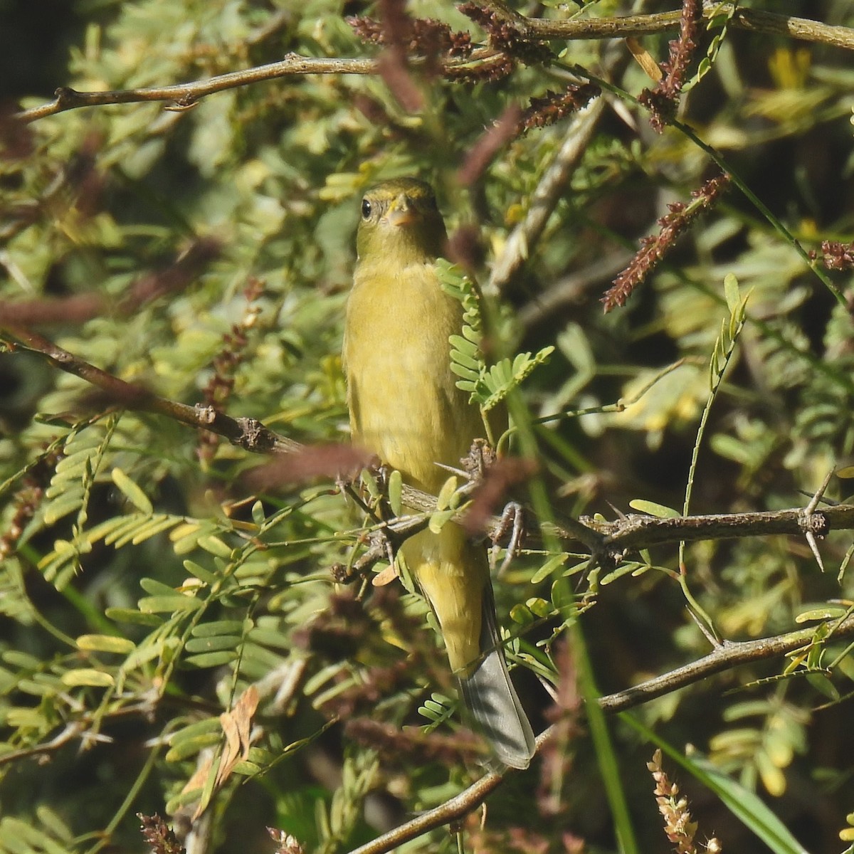 Painted Bunting - ML646996154