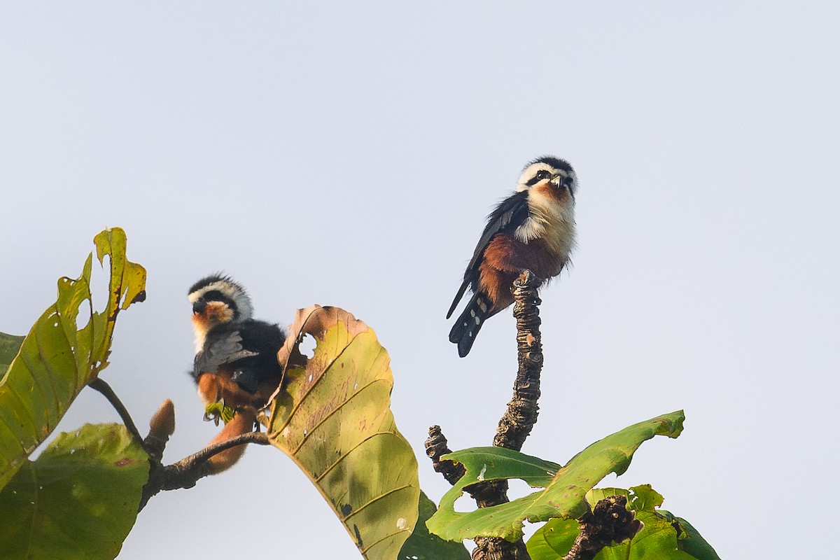 Collared Falconet - ML646996156
