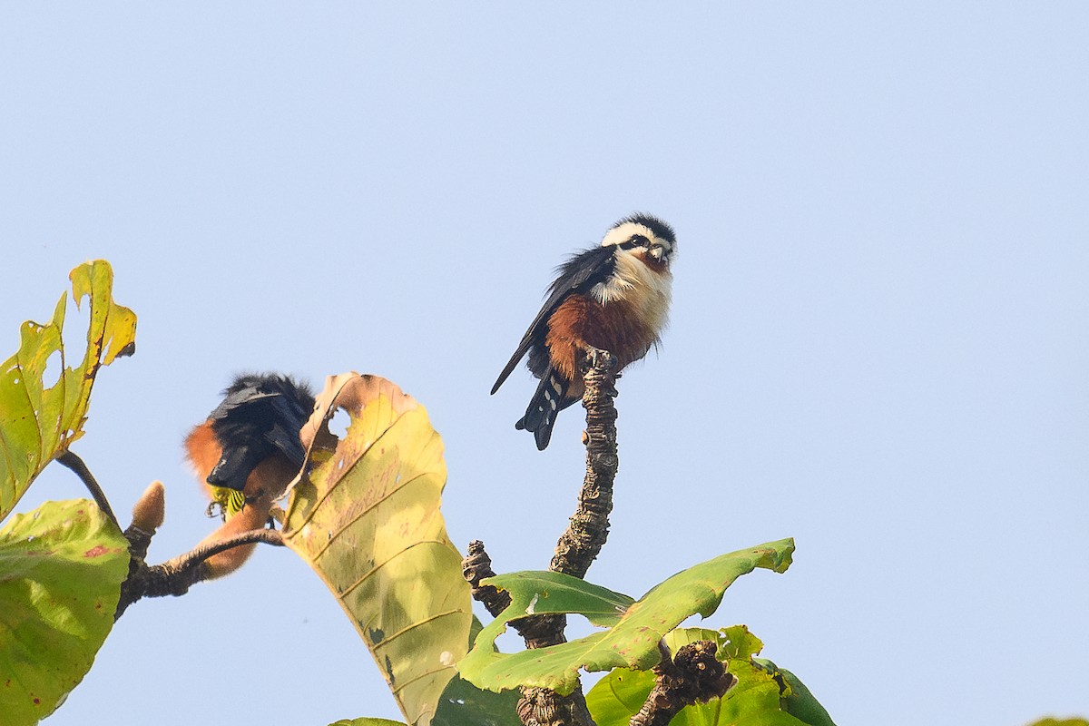 Collared Falconet - ML646996157