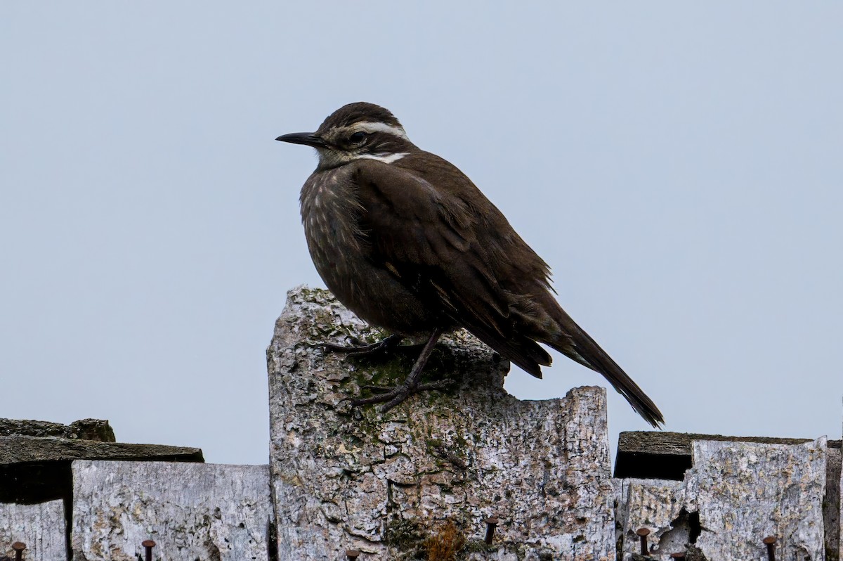 Araukarya Sinklotu - ML646996159