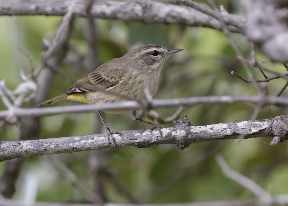 Palm Warbler - ML646996161