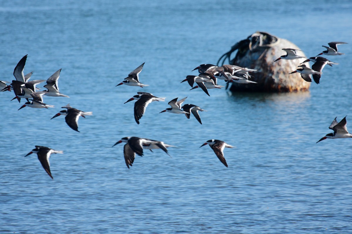 Gaviota Occidental - ML646996162