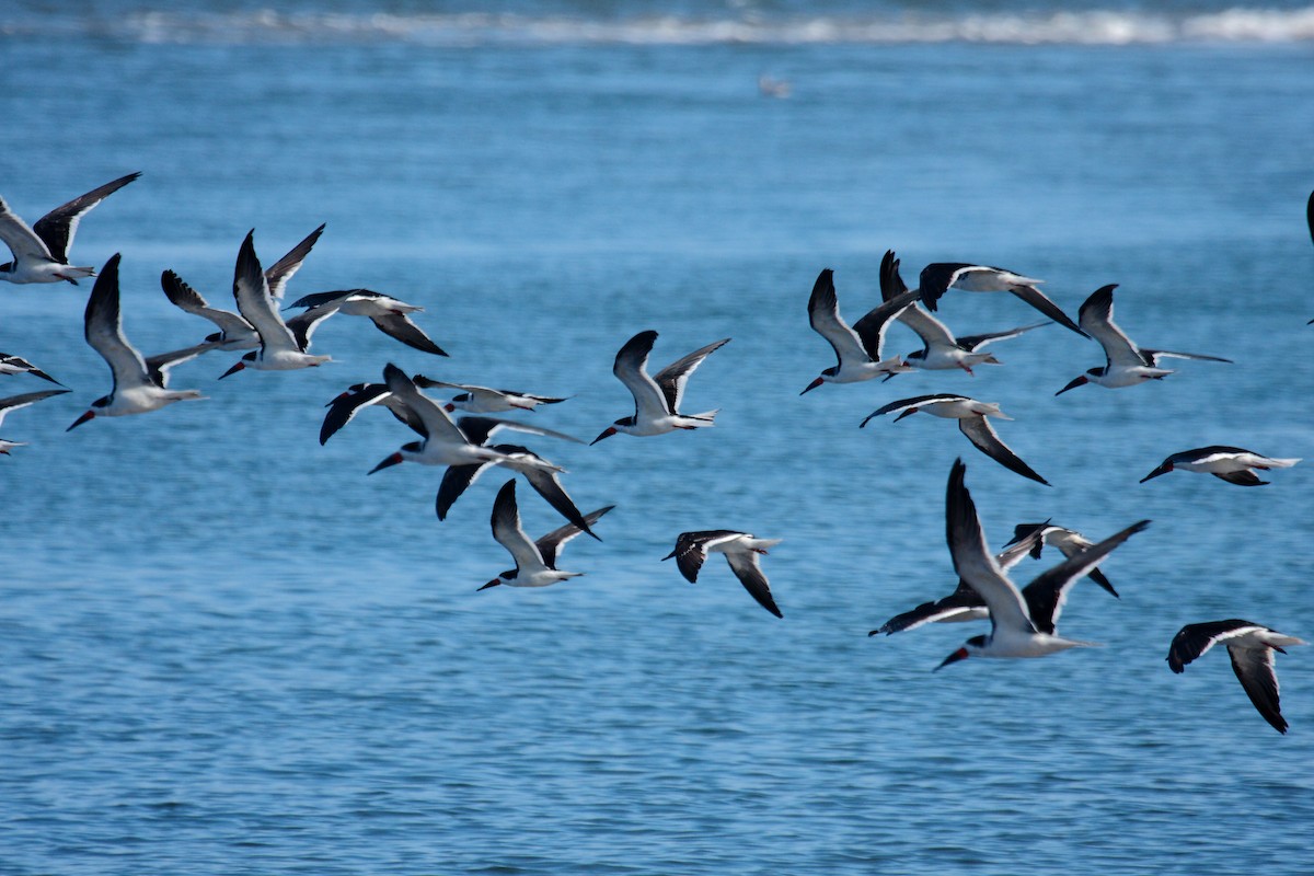 Gaviota Occidental - ML646996163