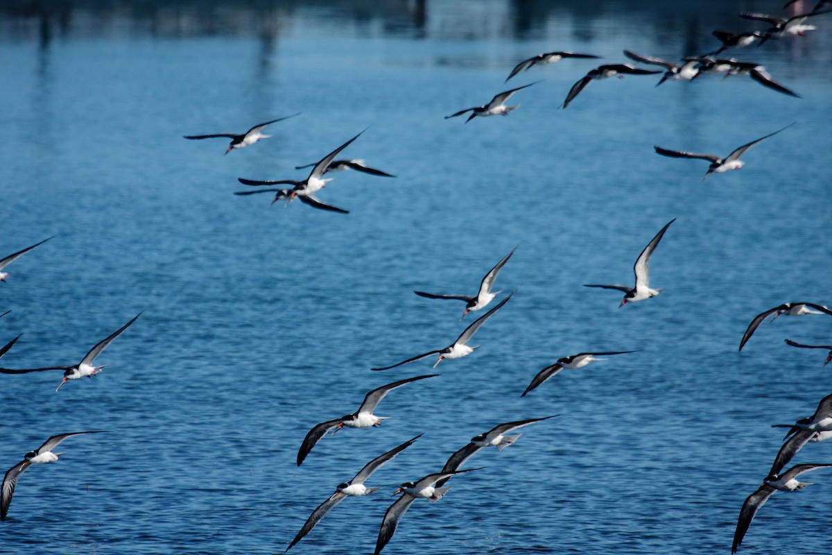 Gaviota Occidental - ML646996164