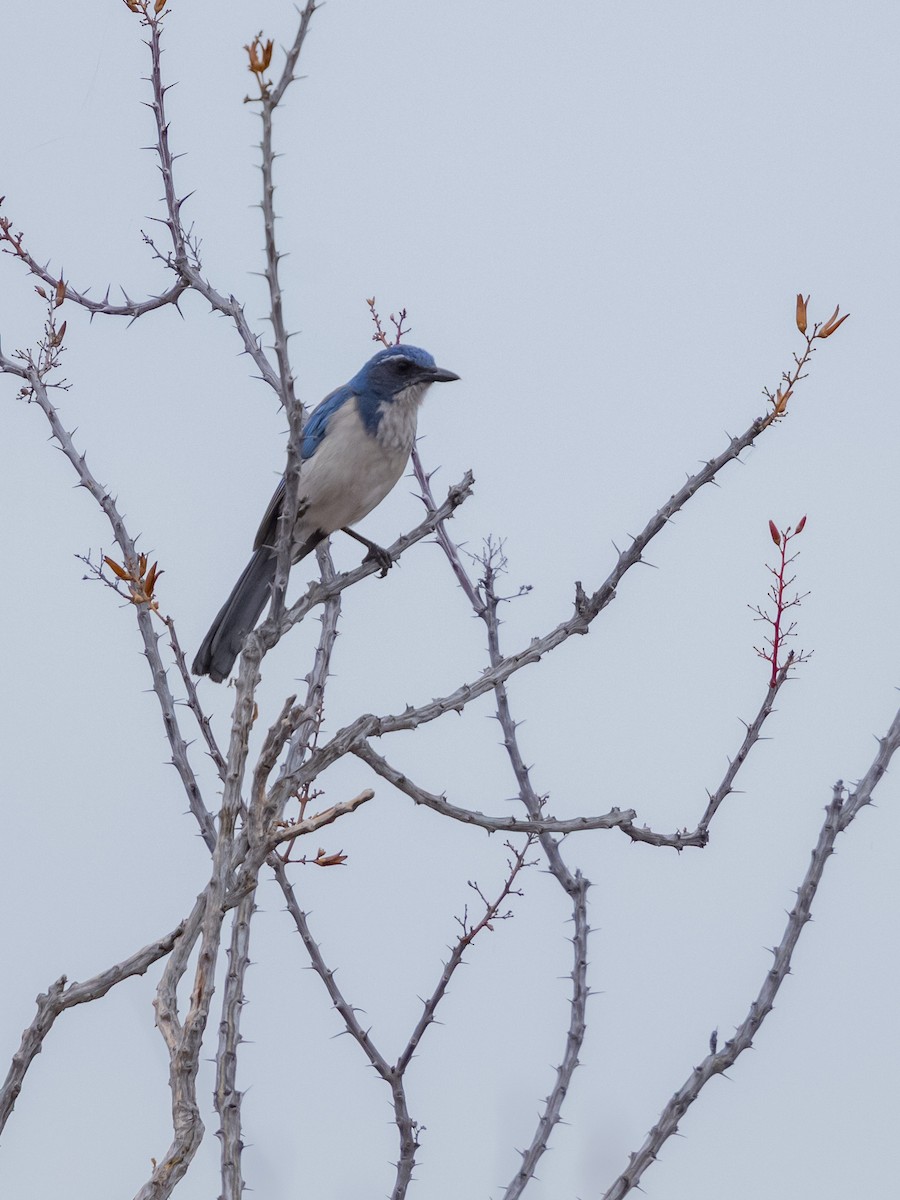 Geai buissonnier - ML646996165