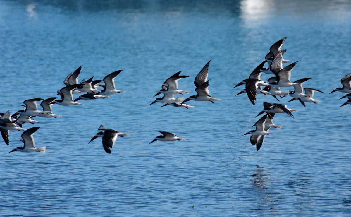 Gaviota Occidental - ML646996166