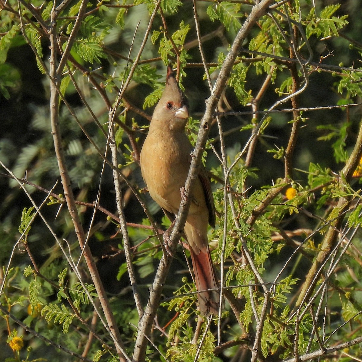 Pyrrhuloxia - ML646996169