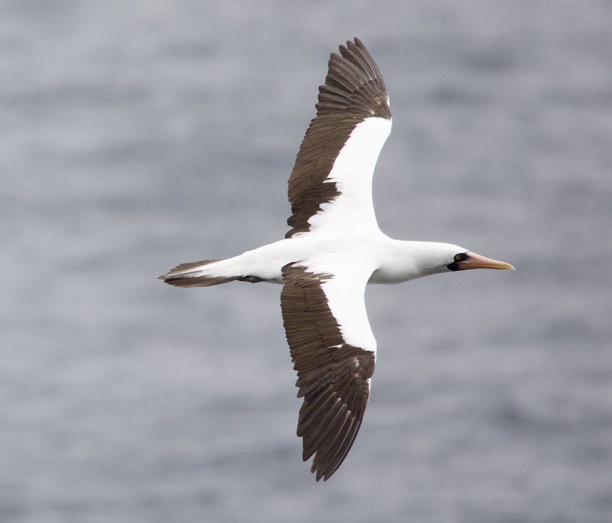 Nazcatölpel - ML646996171