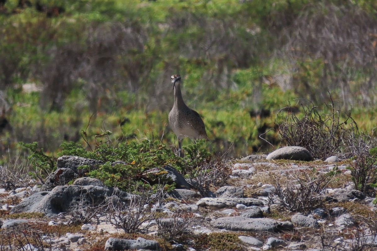 Zarapito Trinador Americano - ML646996172