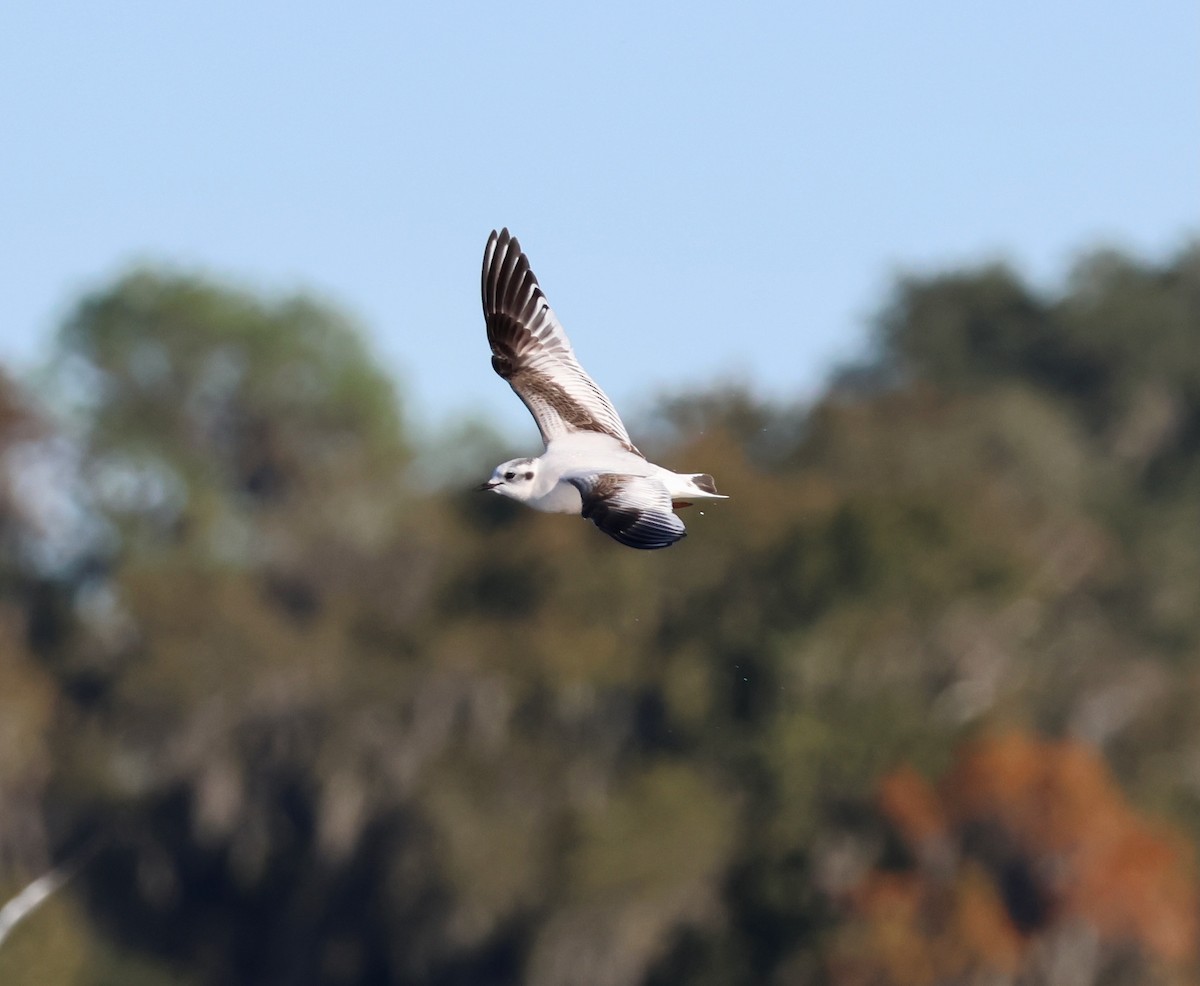 Мартин малий - ML646996181