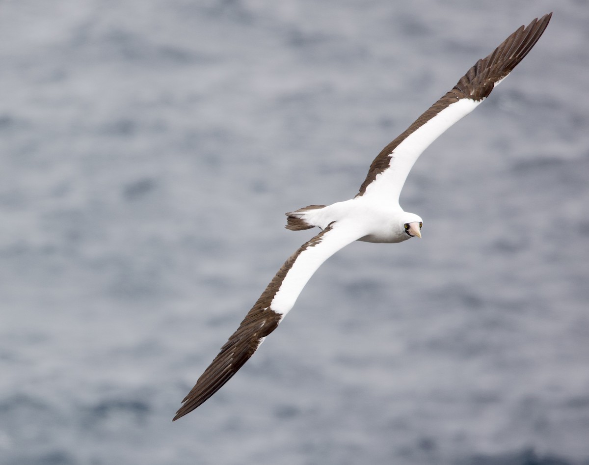 Nazcatölpel - ML646996184