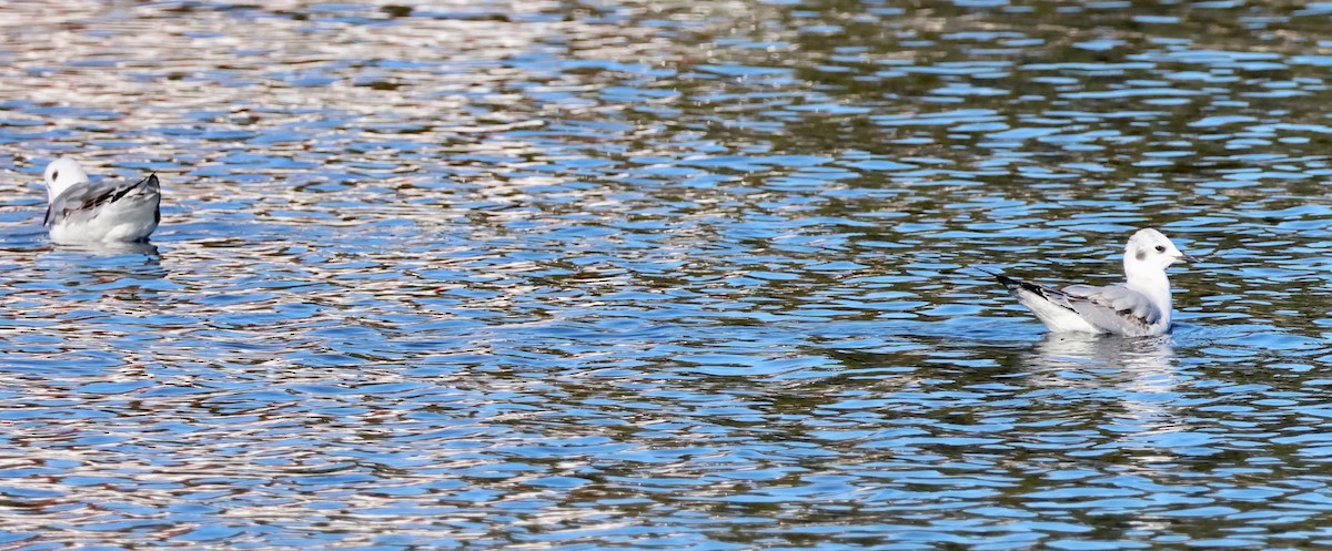 Мартин малий - ML646996185