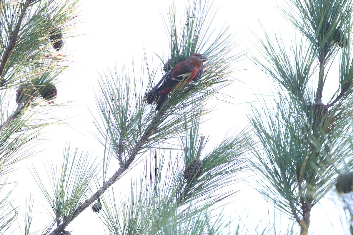 ヒスパニオライスカ - ML646996186