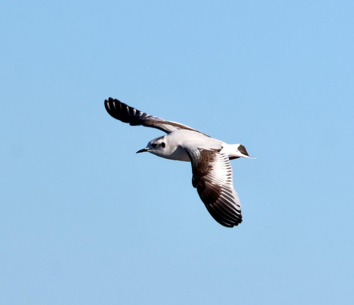 Мартин малий - ML646996187