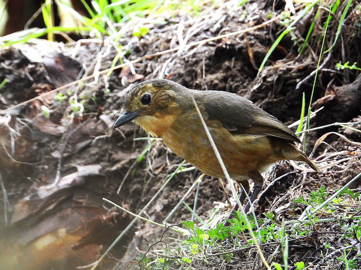 Tawny Antpitta - ML646996188