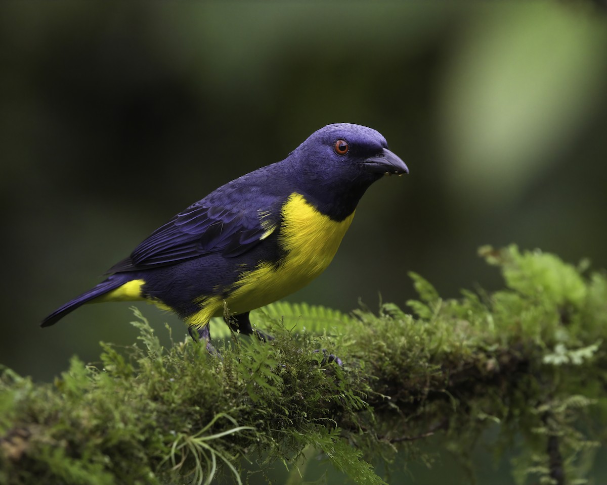 Blue-and-gold Tanager - ML646996189