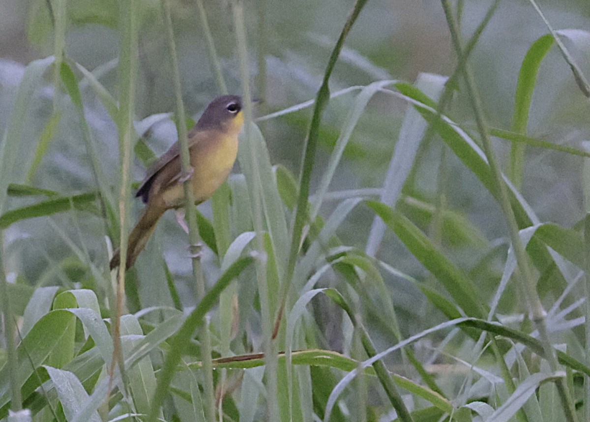 Gray-crowned Yellowthroat - ML646996190