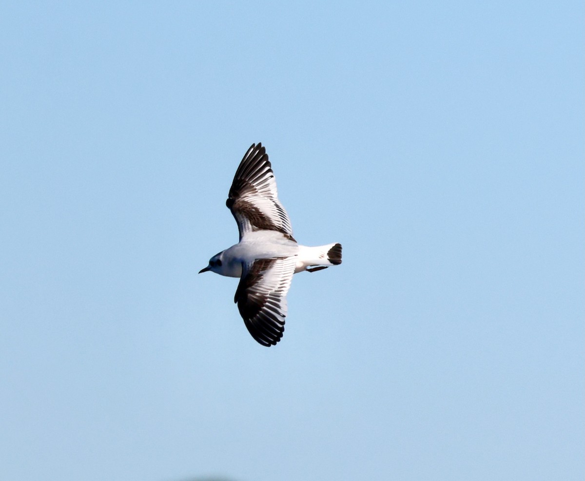 Мартин малий - ML646996191