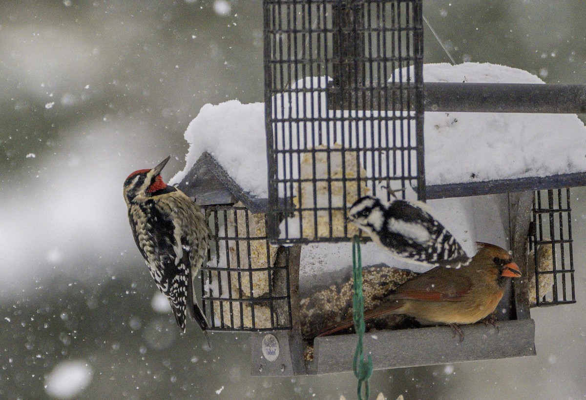 Желтобрюхий дятел-сокоед - ML646996192