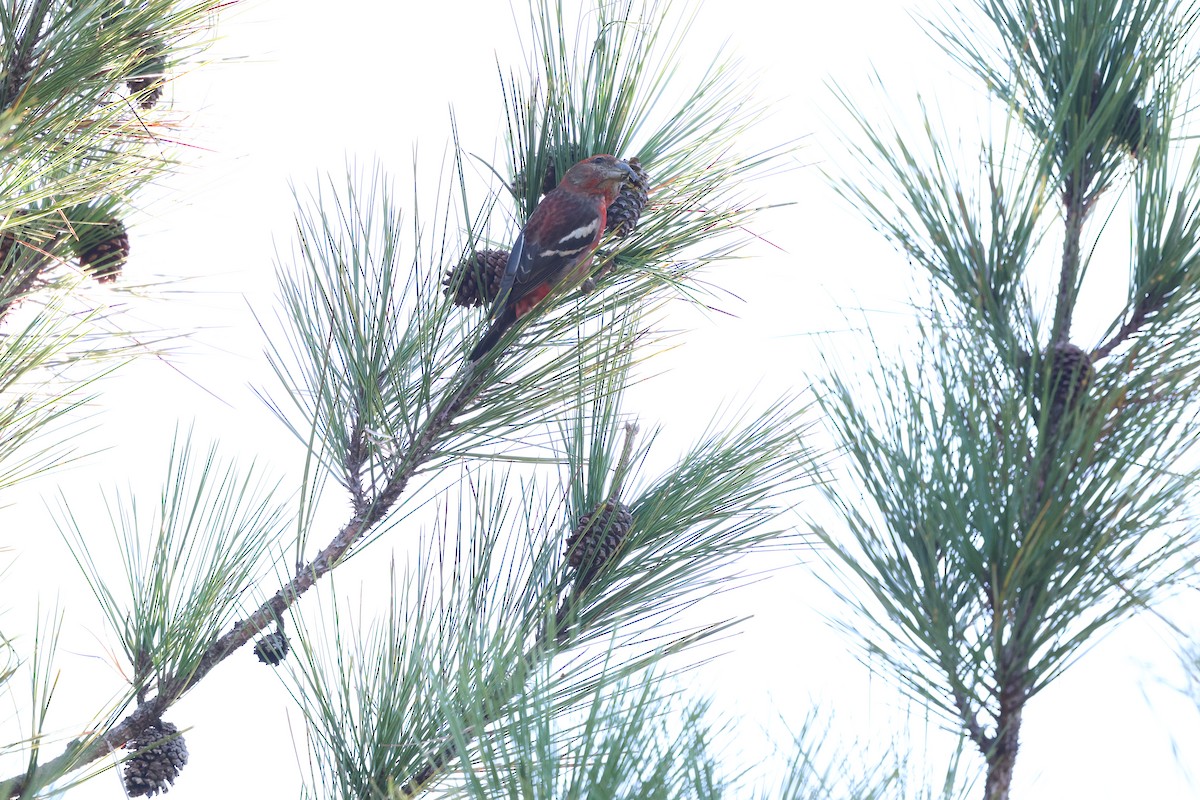 Piquituerto de la Española - ML646996194