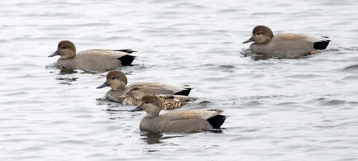 Gadwall - ML646996198