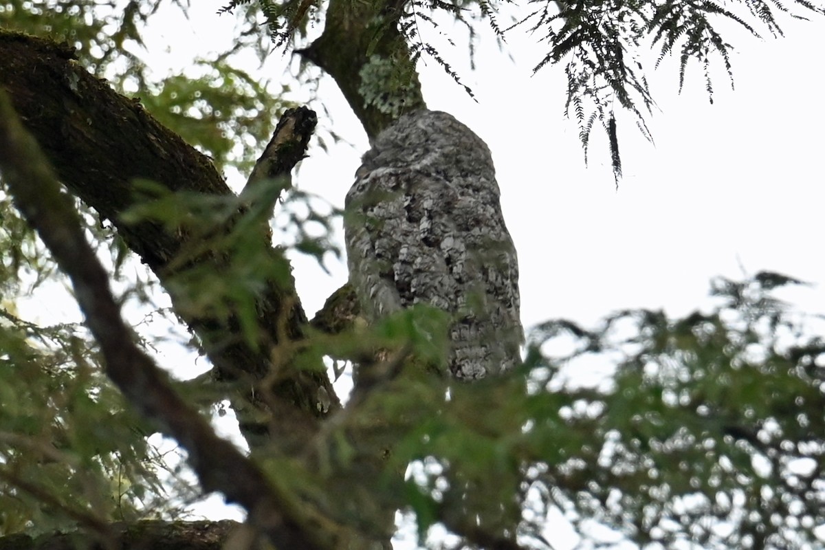 Nictibio Grande - ML646996205