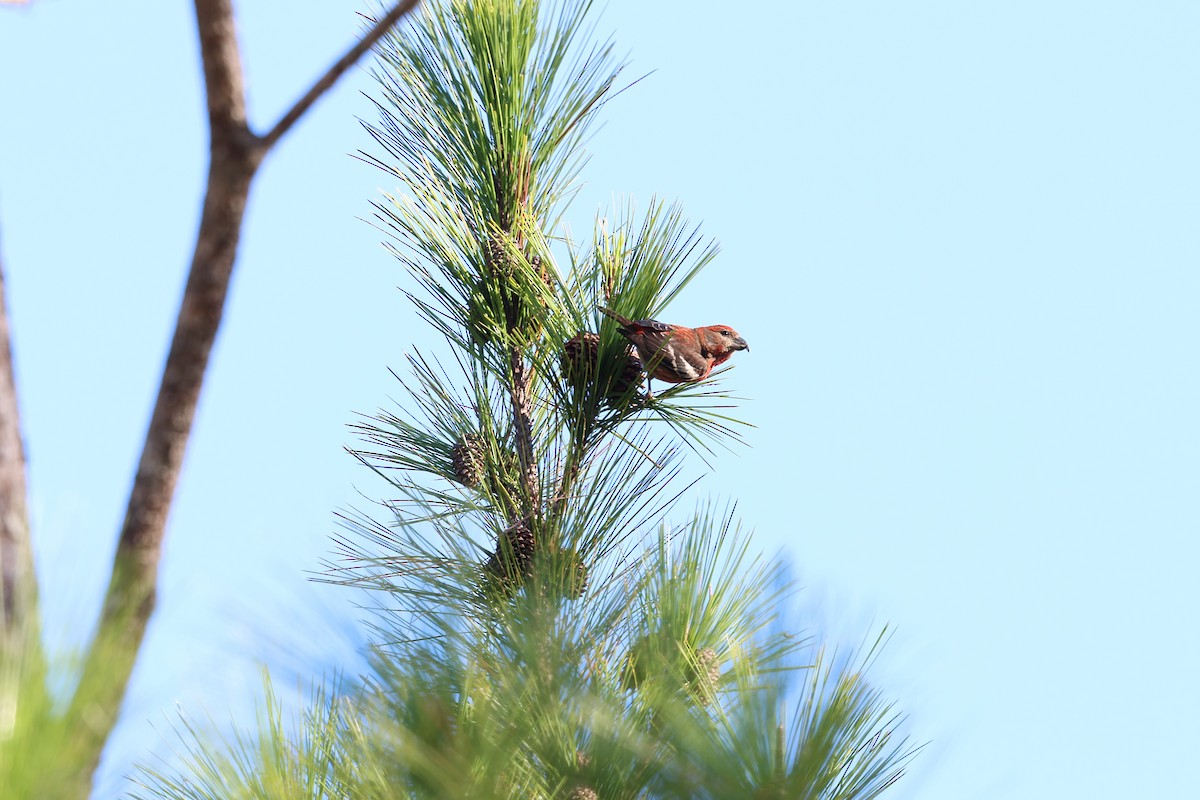 Piquituerto de la Española - ML646996208