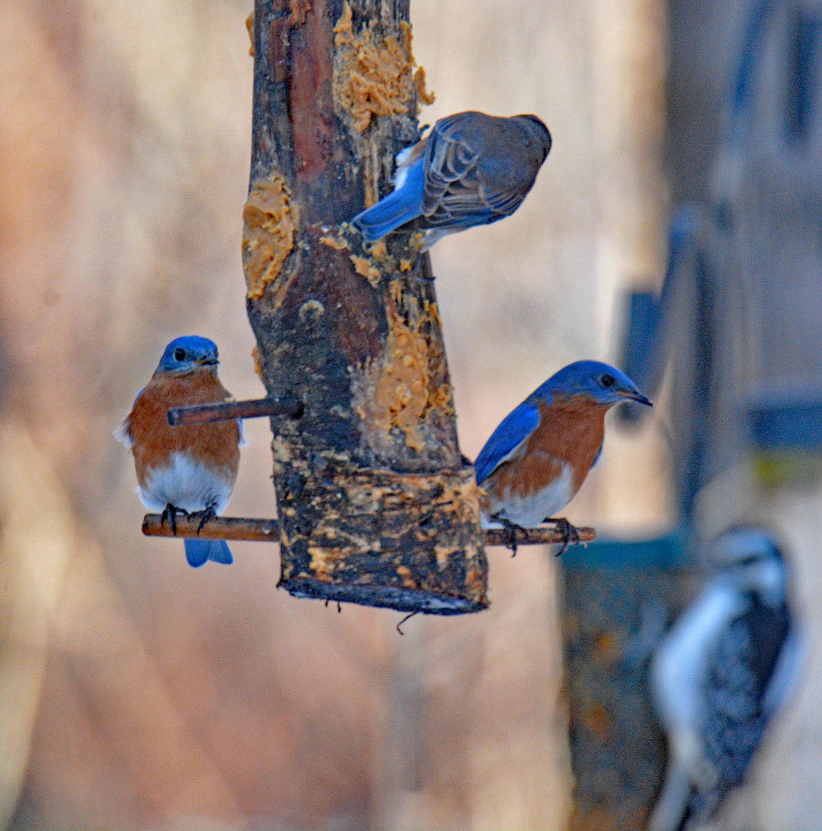 Восточная сиалия - ML646996210