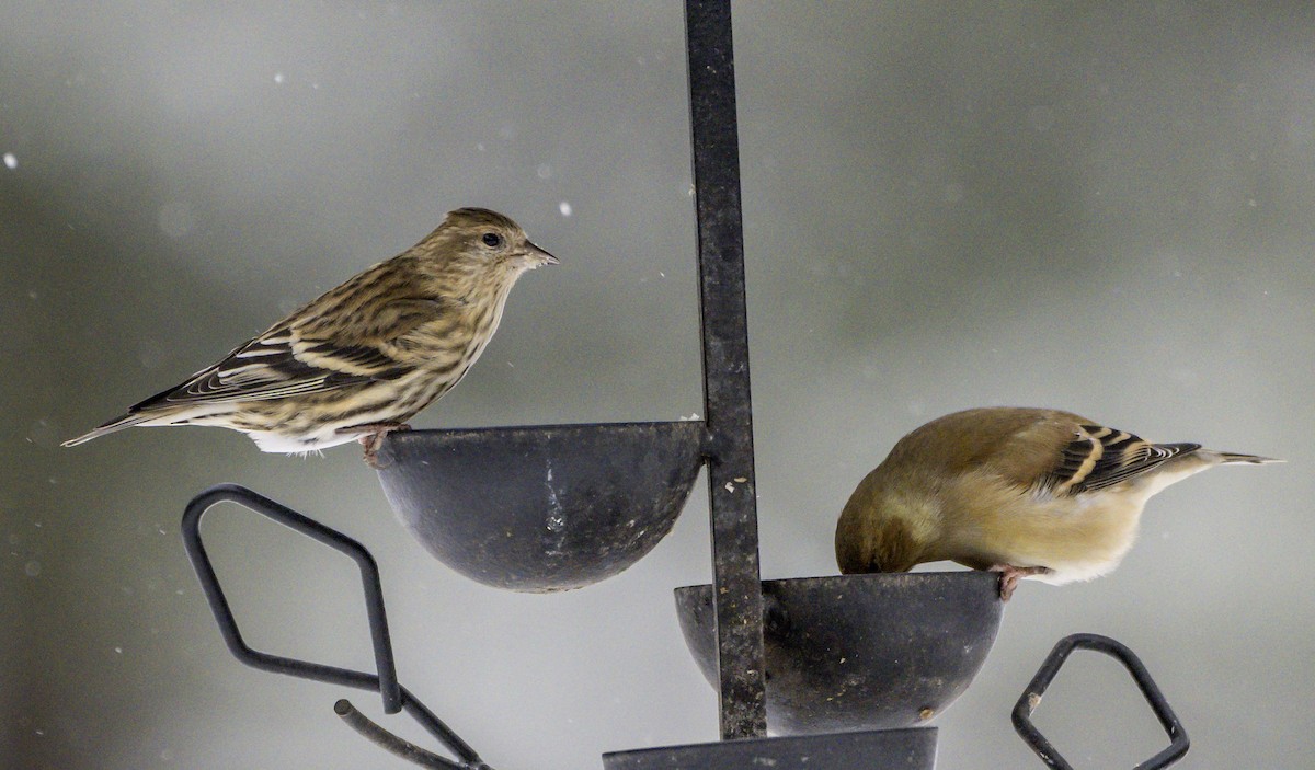 Сосновый чиж - ML646996211