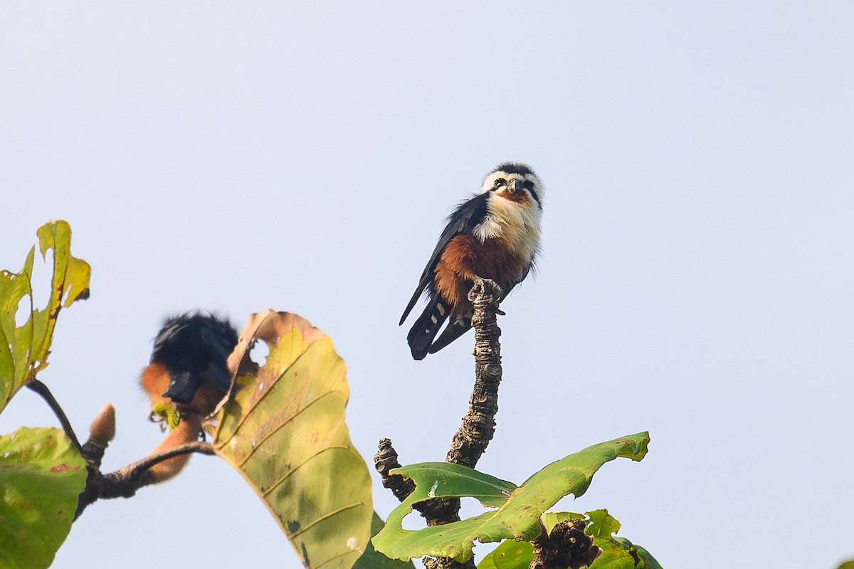 Collared Falconet - ML646996215