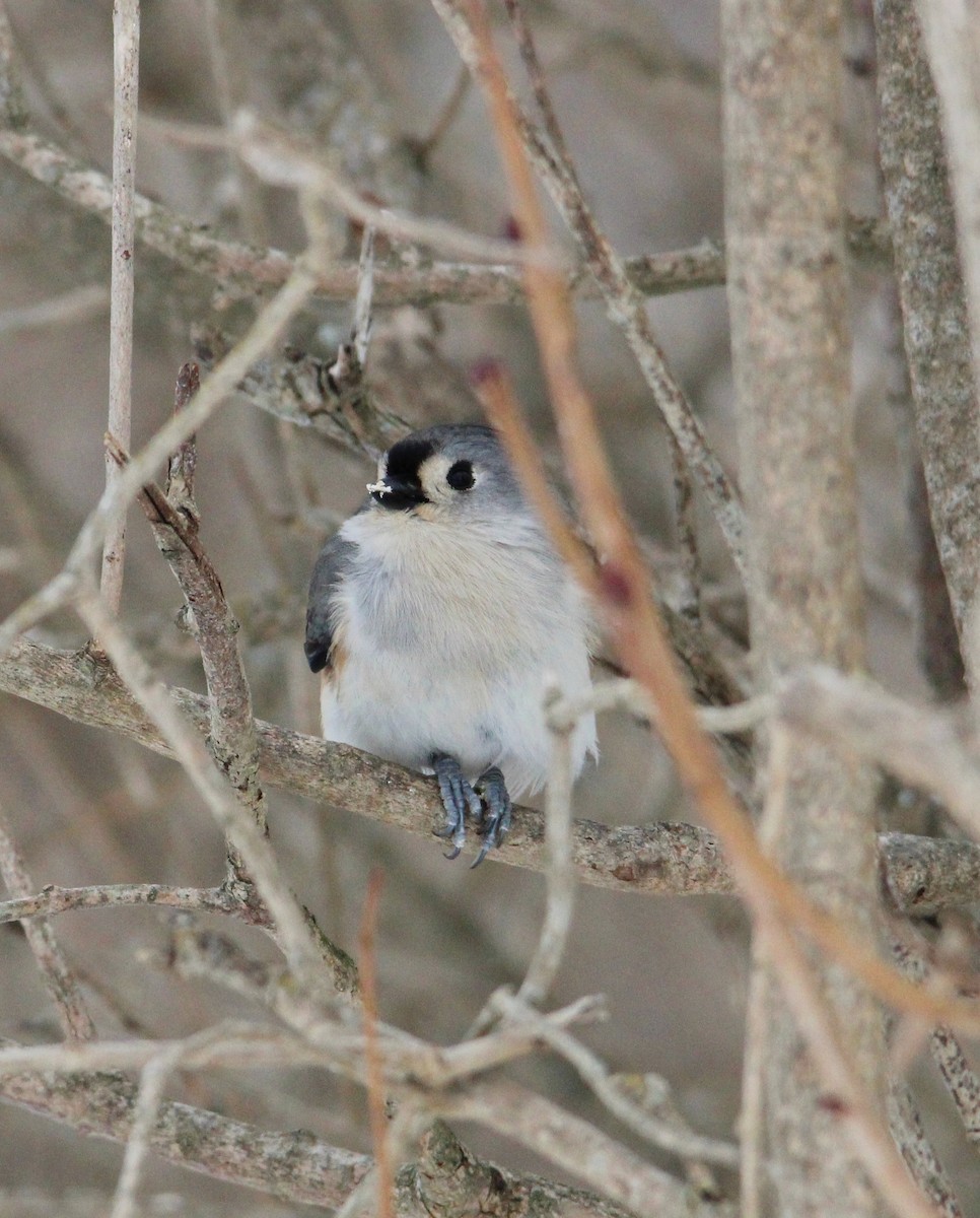 gråduskmeis - ML646996218