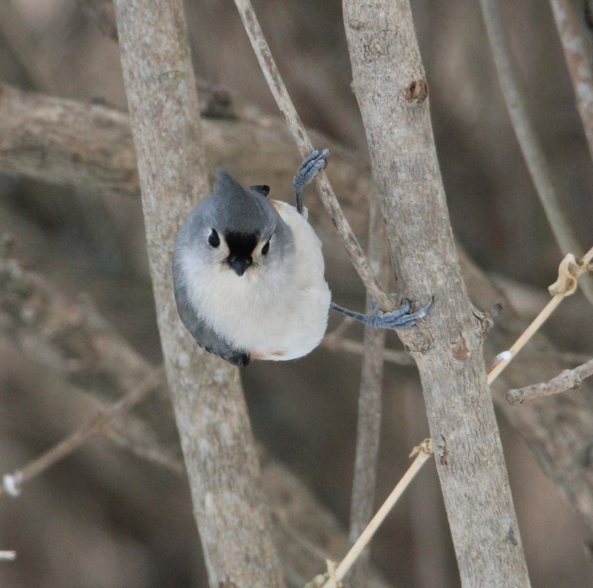 gråduskmeis - ML646996219