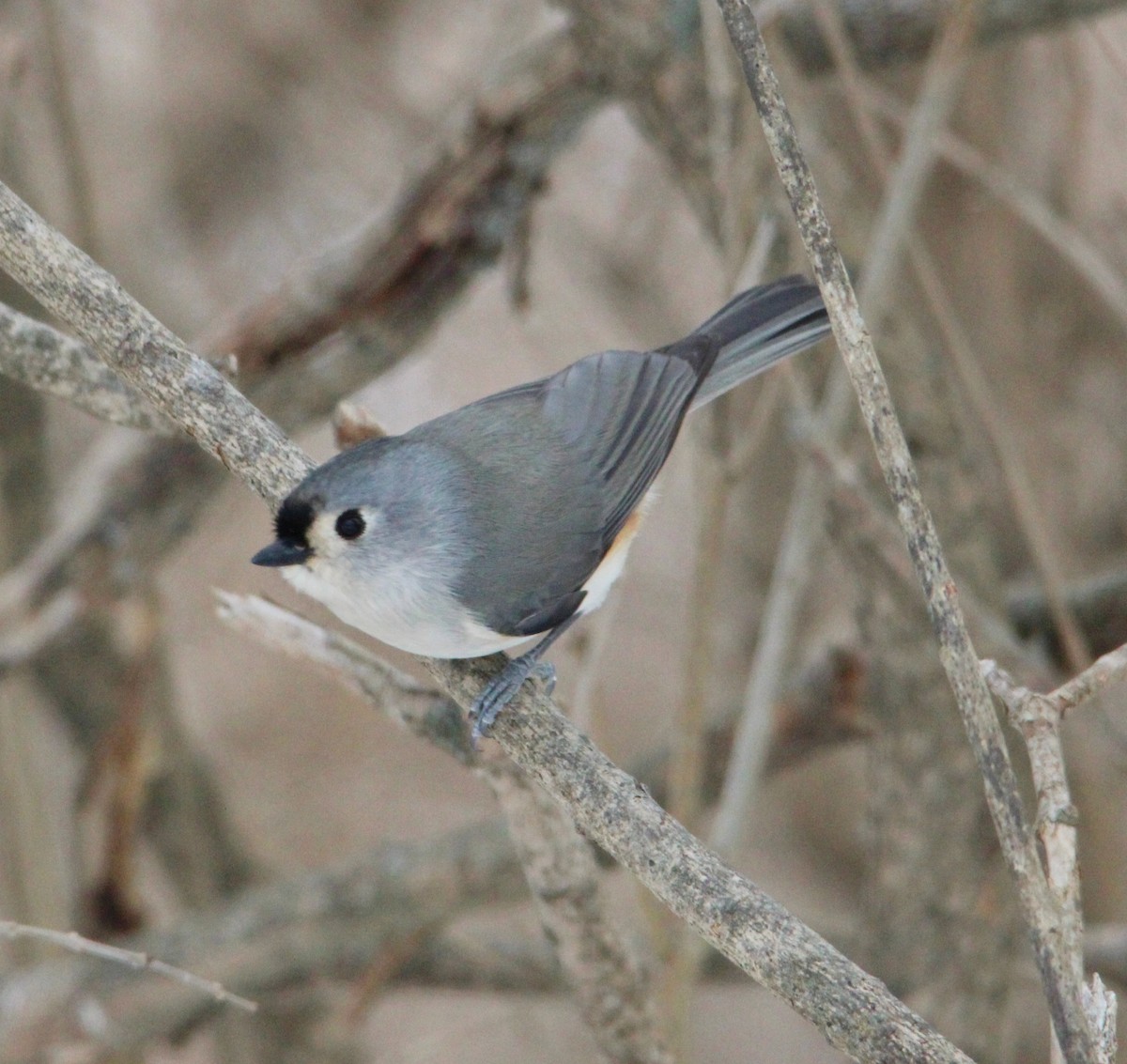 gråduskmeis - ML646996220