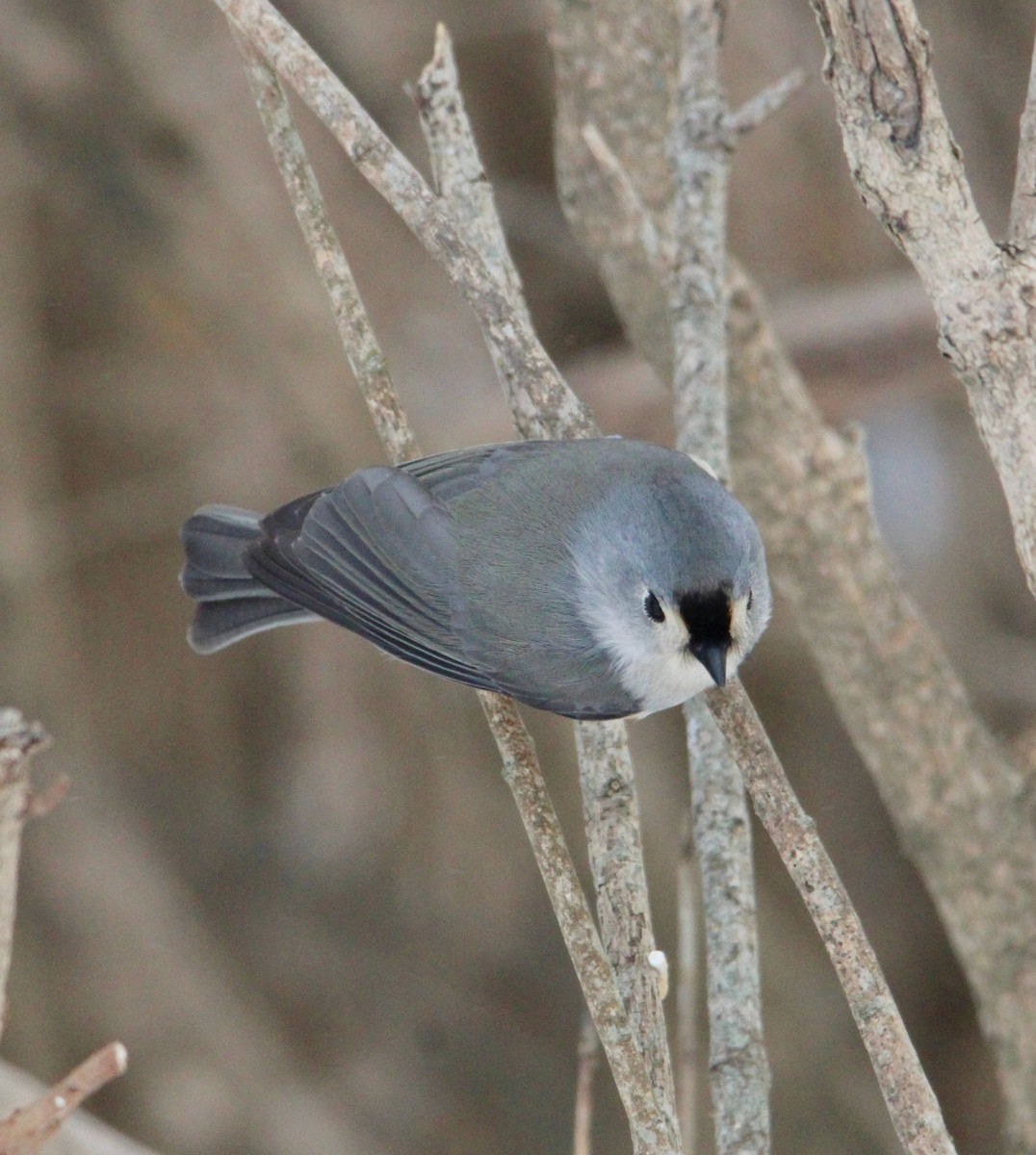 gråduskmeis - ML646996221