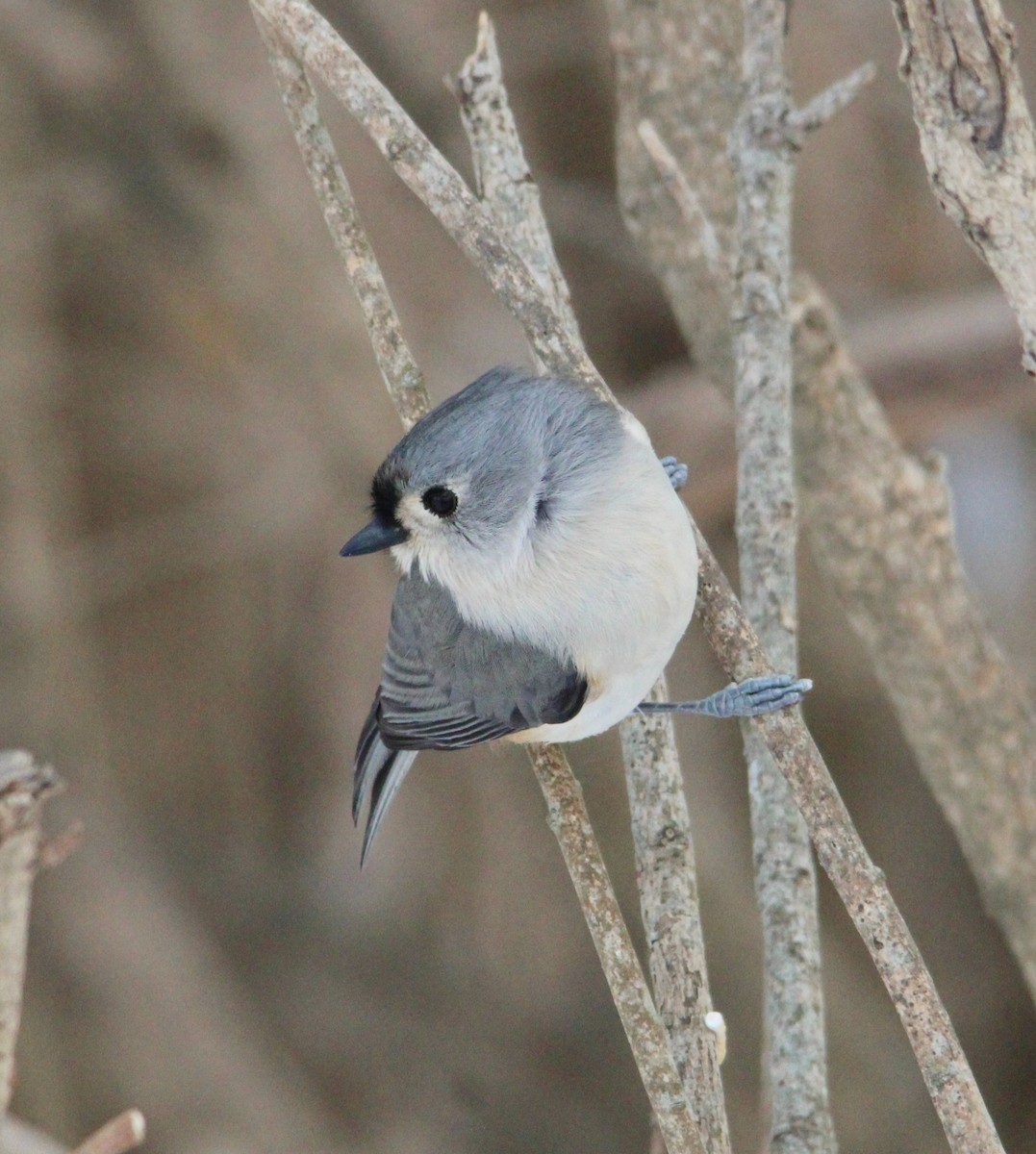 gråduskmeis - ML646996222