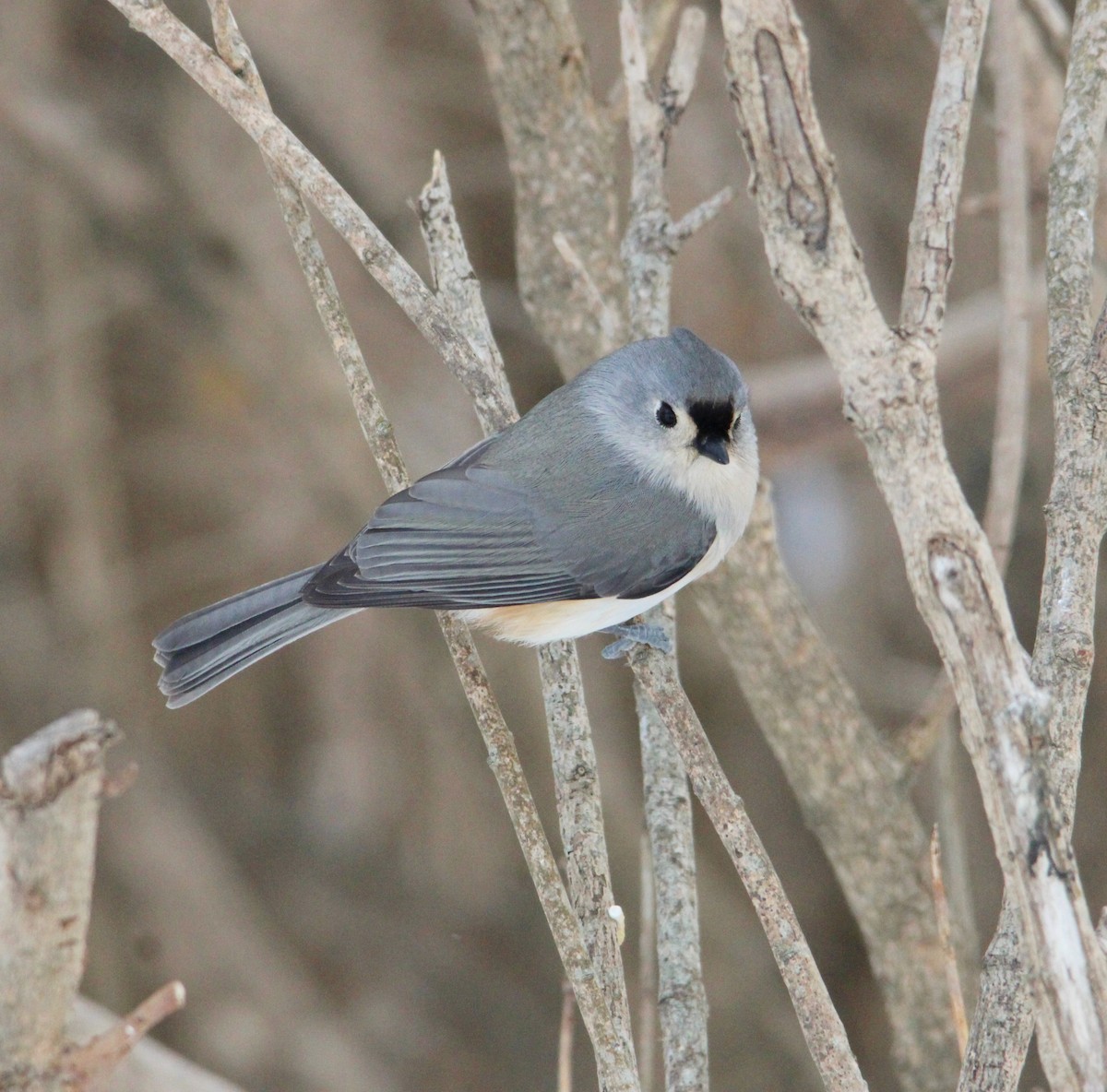 gråduskmeis - ML646996223