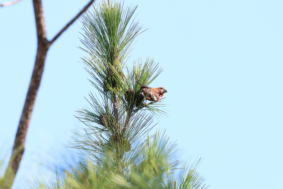 Piquituerto de la Española - ML646996224