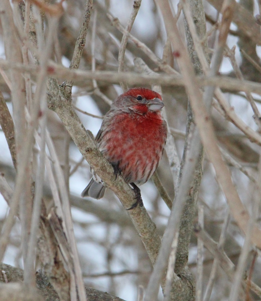 House Finch - ML646996232