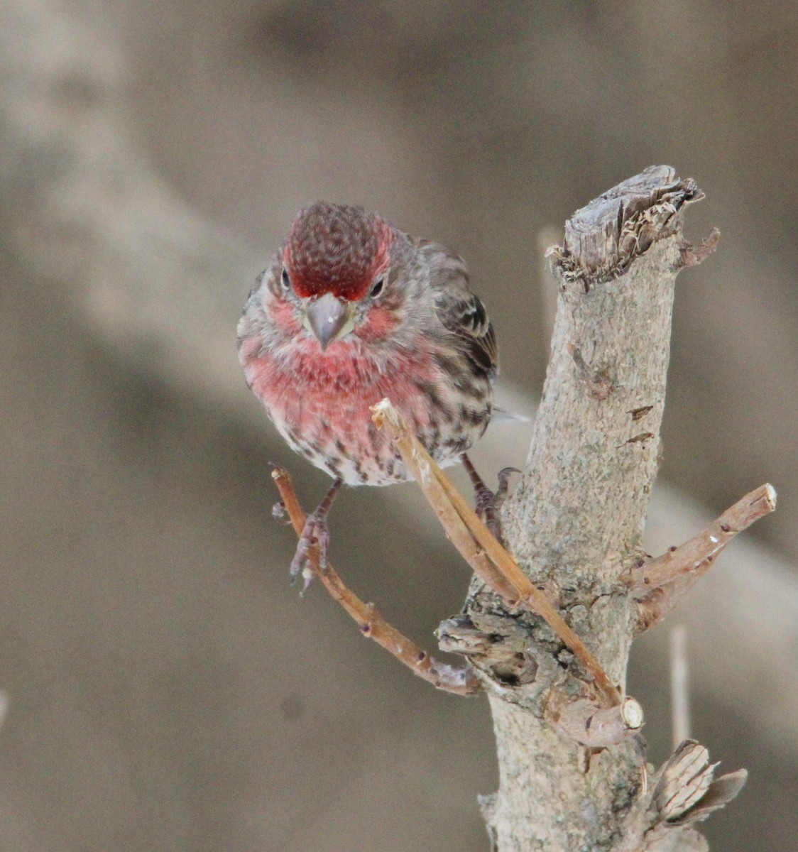 House Finch - ML646996233