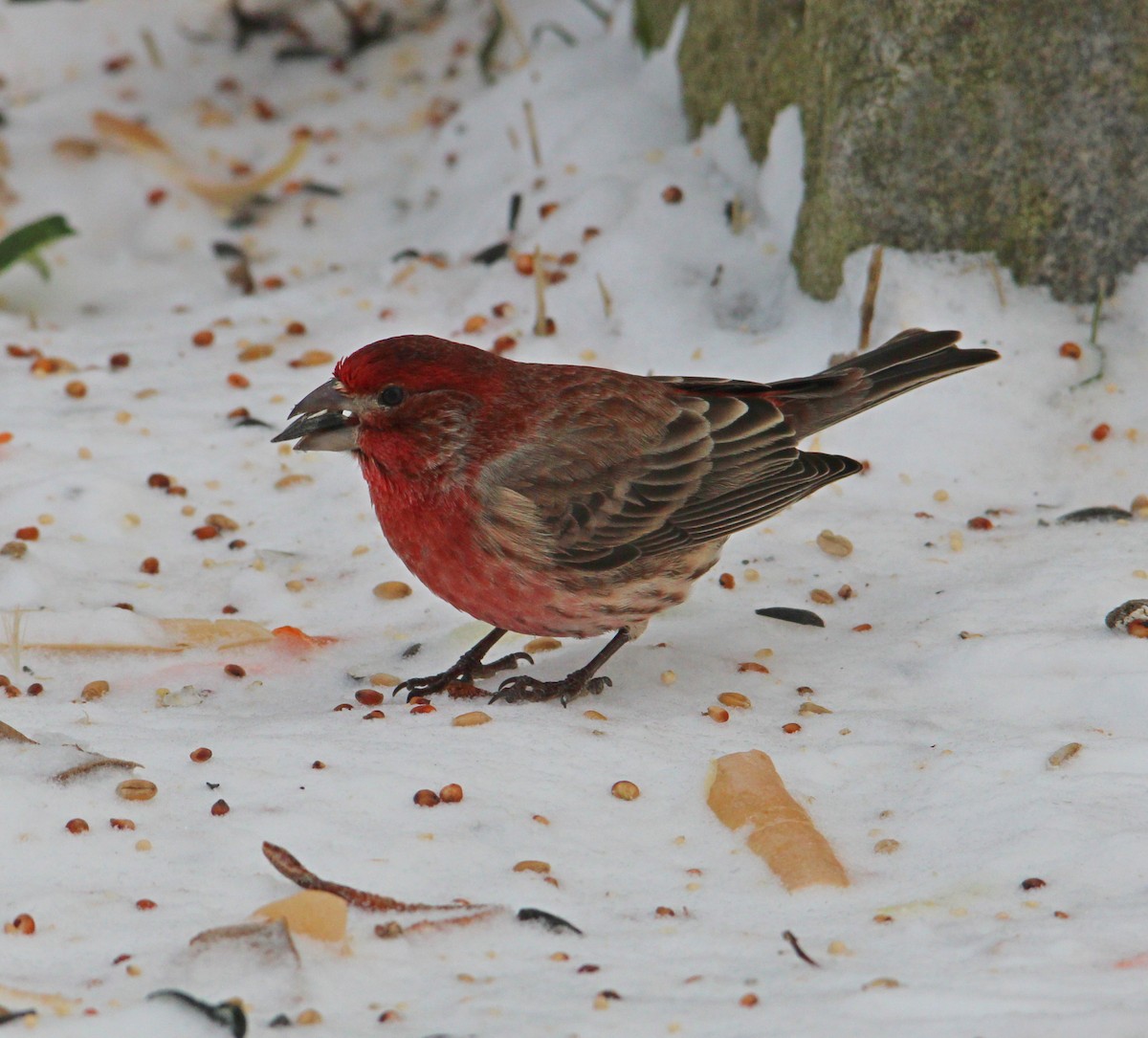 House Finch - ML646996234