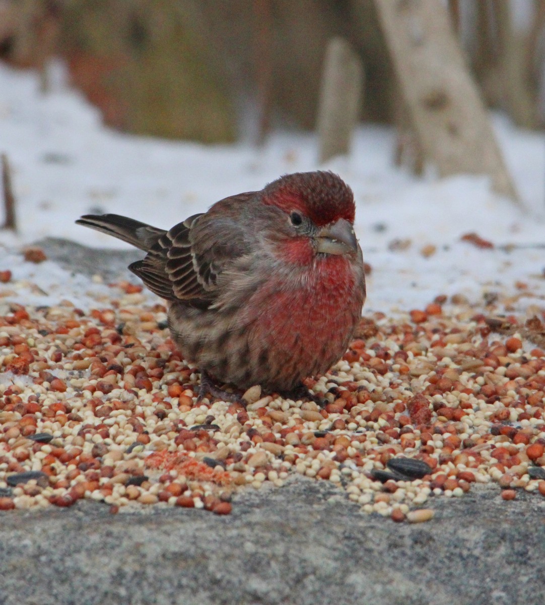 House Finch - ML646996235
