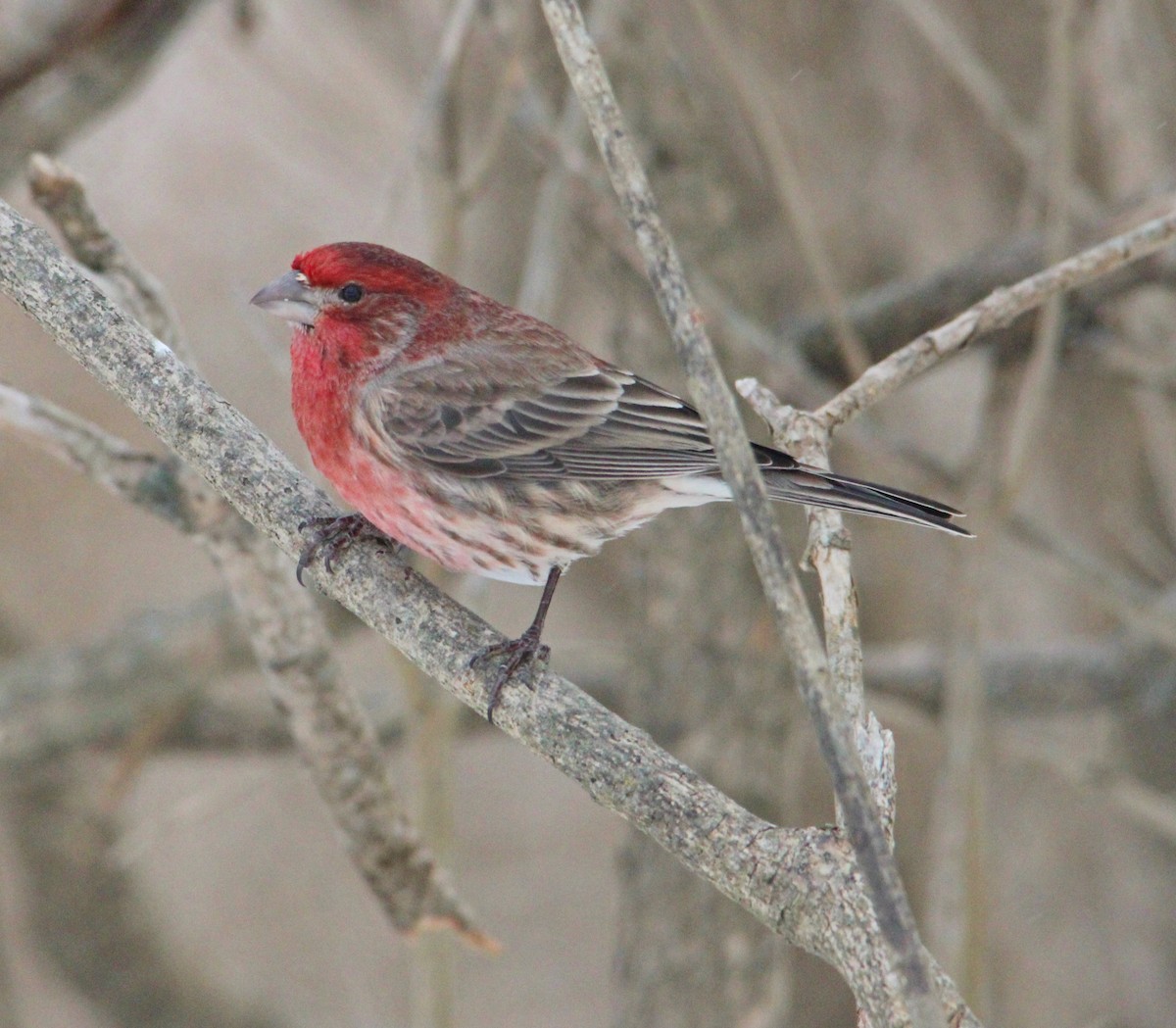 House Finch - ML646996236