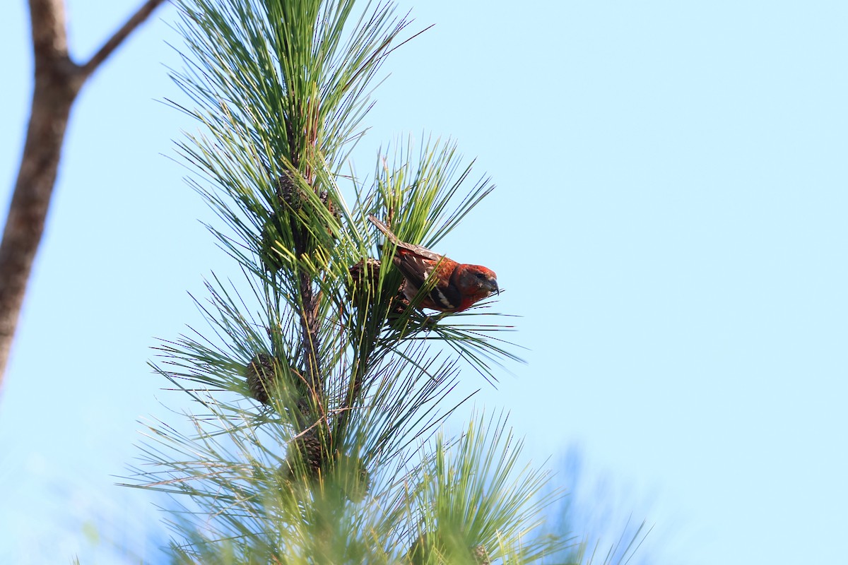 Piquituerto de la Española - ML646996238