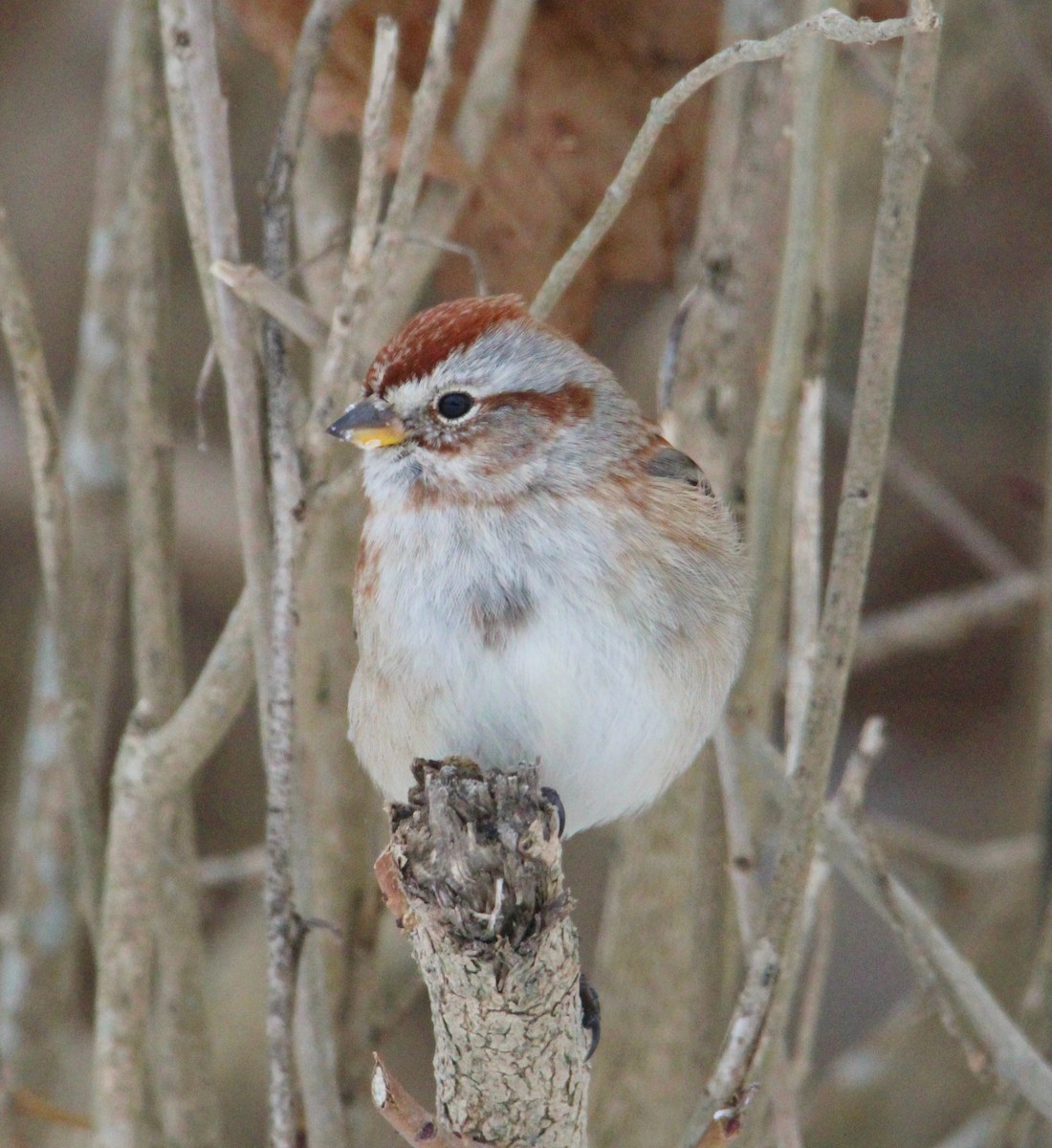 bjørkespurv - ML646996240