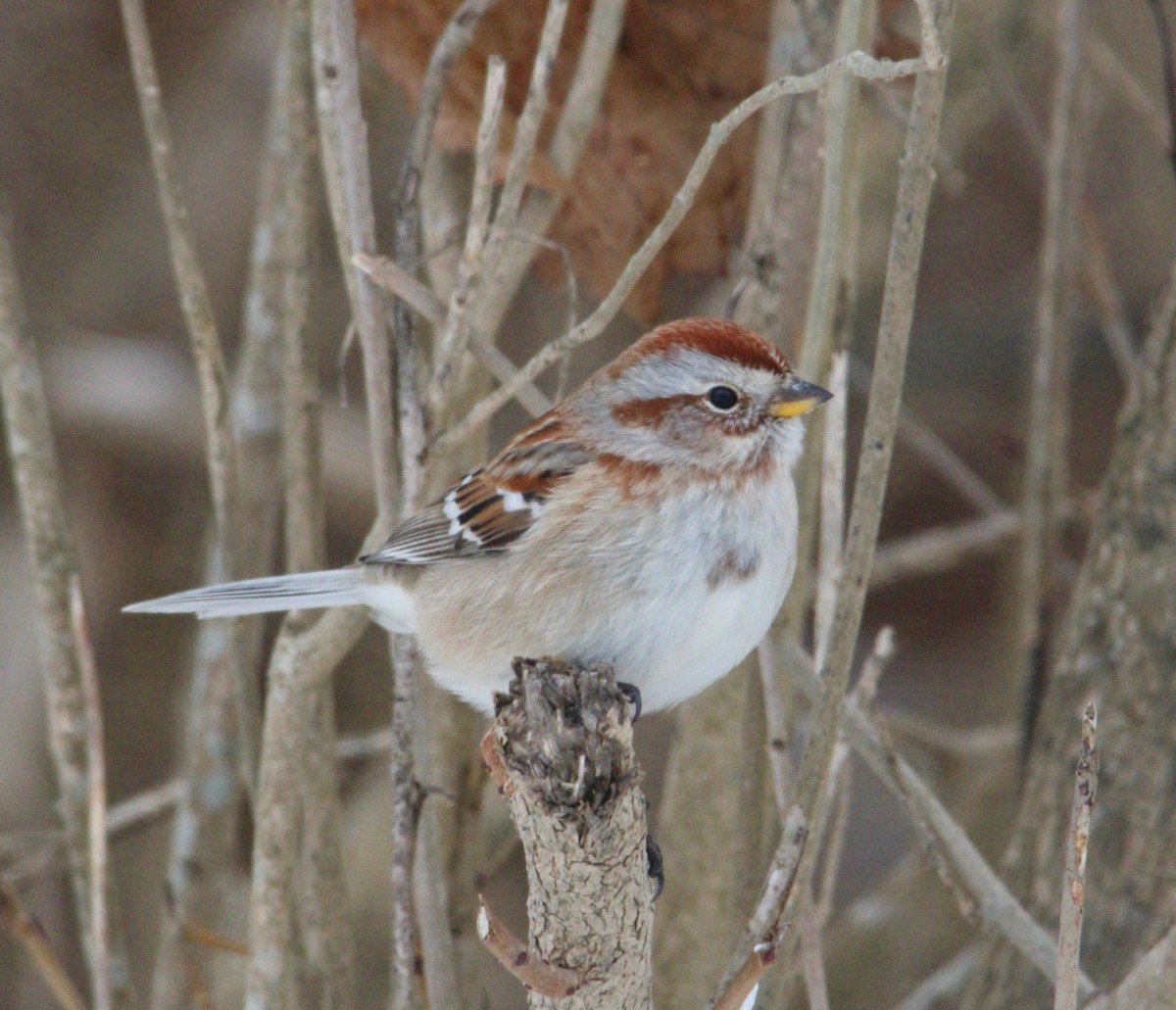 bjørkespurv - ML646996241