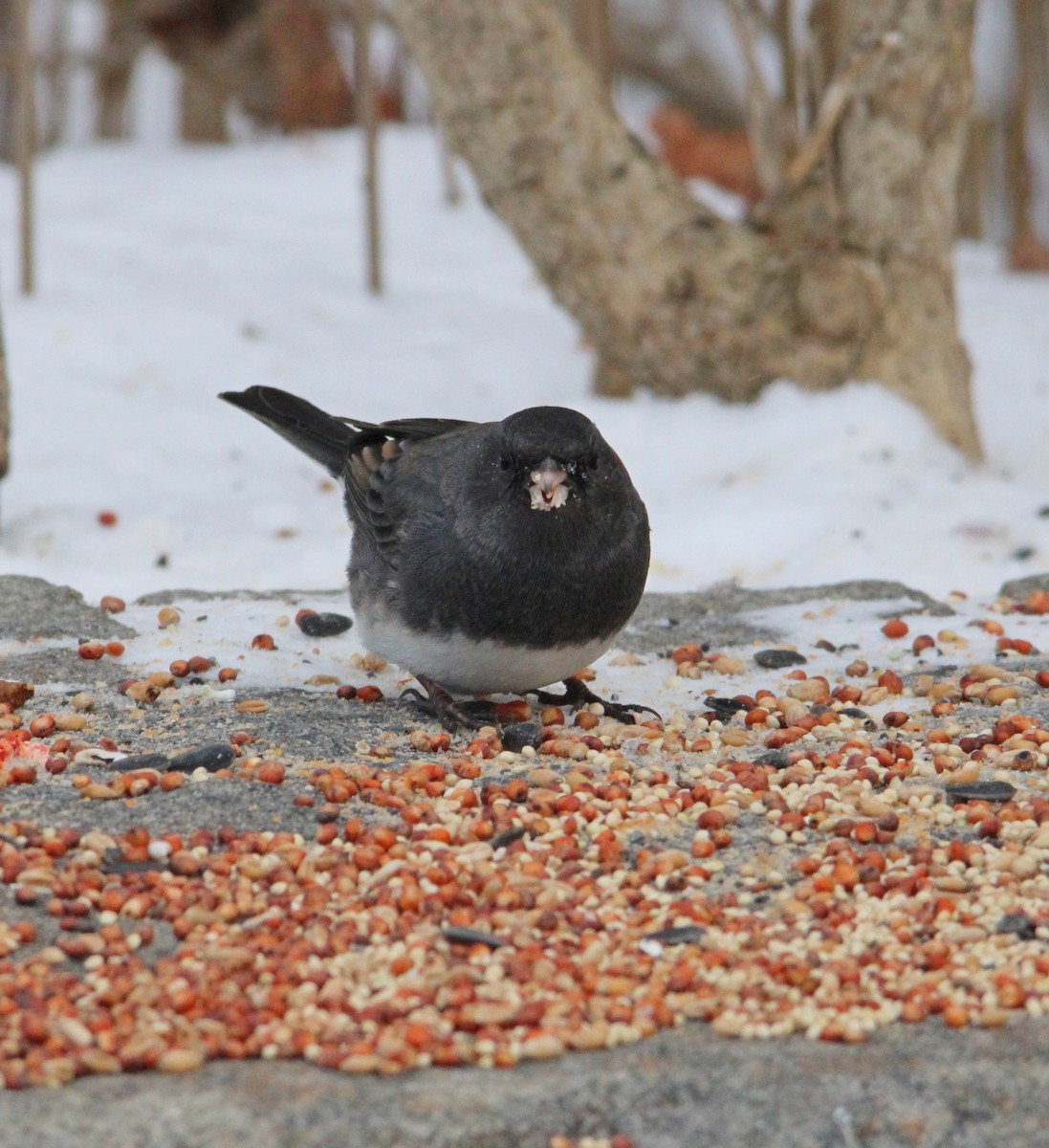 vinterjunko - ML646996242