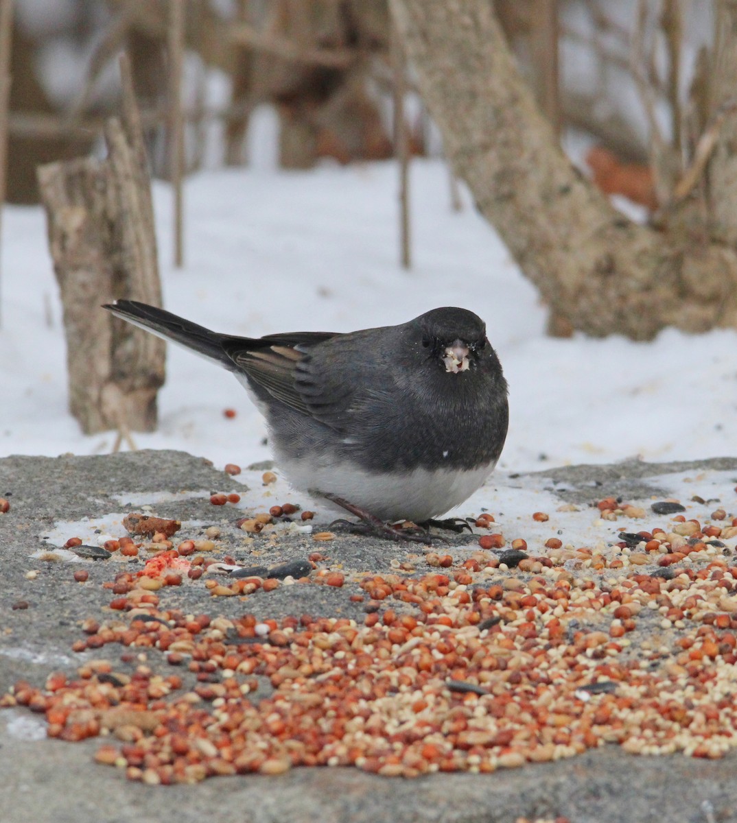 vinterjunko - ML646996243