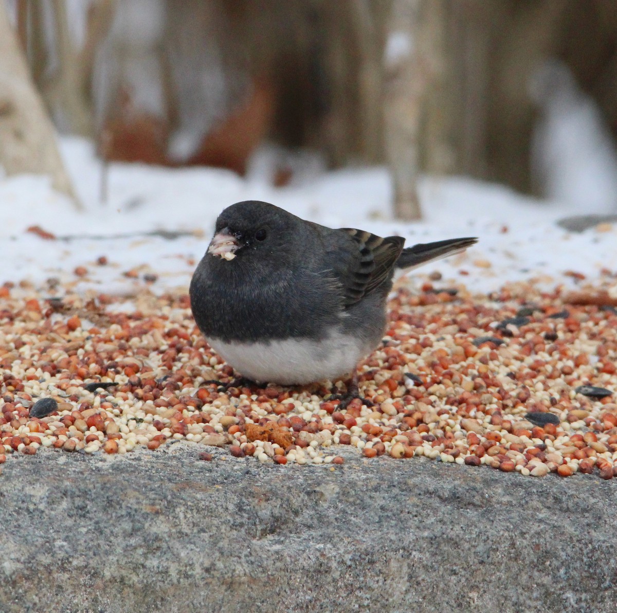 vinterjunko - ML646996244